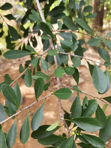 Erythroxylum monogynum, photograph 5
