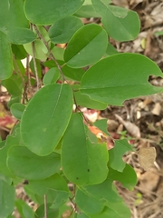 Cleistanthus collinus