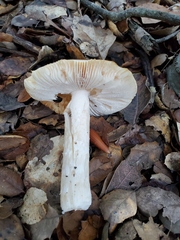 Amanita velosa