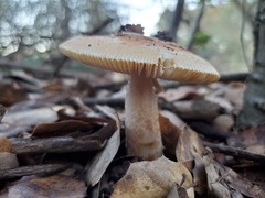 Amanita velosa
