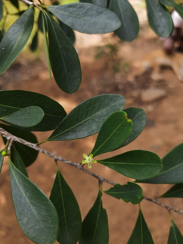Erythroxylum monogynum, photograph 6