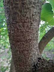 Cleistanthus collinus