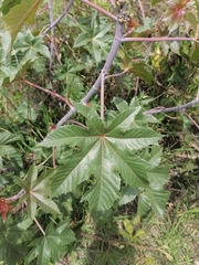 Ricinus