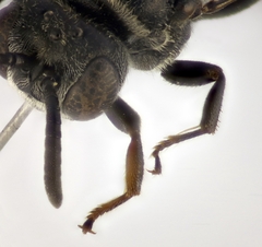 Psenulus fuscipennis