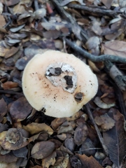 Amanita velosa
