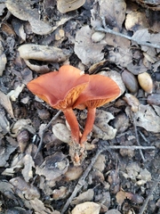 Lactarius rufulus