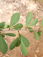 Erythroxylum monogynum
