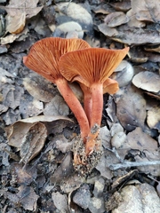 Lactarius rufulus