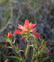 Castilleja indivisa