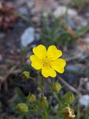 Potentilla gracilis