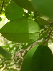 Cleistanthus collinus