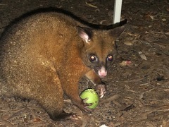 Trichosurus johnstonii