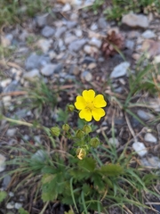 Potentilla gracilis