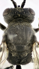 Psenulus fuscipennis
