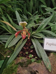 Paphiopedilum