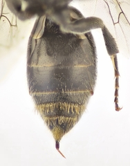 Psenulus fuscipennis