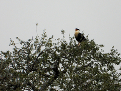 Caracara plancus