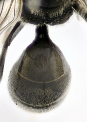Psenulus fuscipennis