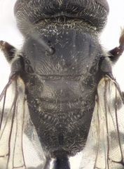 Psenulus fuscipennis