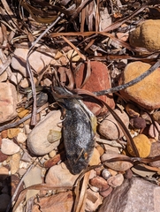 Torquigener pleurogramma