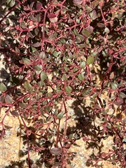 Euphorbia arizonica