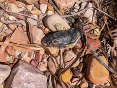 Torquigener pleurogramma