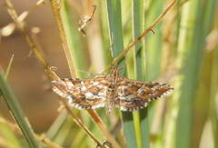 Sameodes iolealis