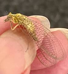 Italochrysa insignis