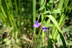 Vicia bungei