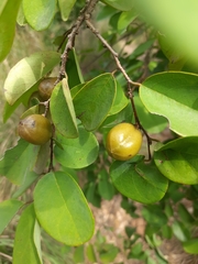 Cleistanthus collinus