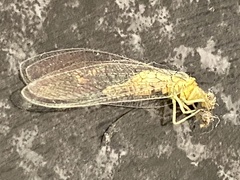 Italochrysa insignis