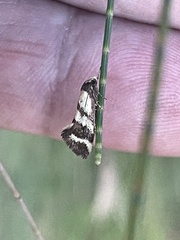 Olbonoma triptycha
