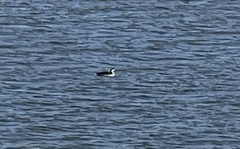 Gavia stellata