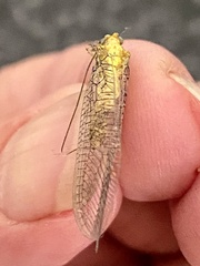 Italochrysa insignis