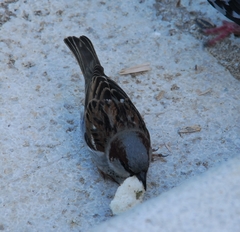 Passer domesticus