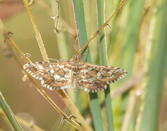 Sameodes iolealis