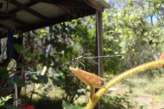 Austroargiolestes isabellae