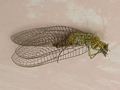 Italochrysa insignis