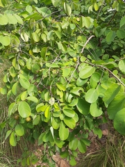 Cleistanthus collinus