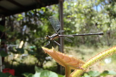 Austroargiolestes isabellae