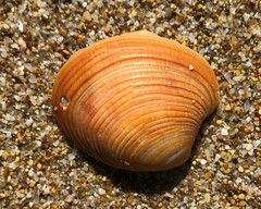 Katelysia rhytiphora