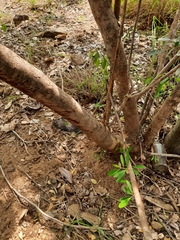 Erythroxylum monogynum