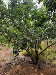 Erythroxylum monogynum