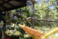 Austroargiolestes isabellae