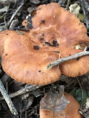 Lactarius xanthogalactus