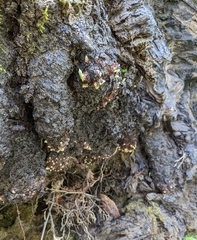 Sequoia sempervirens