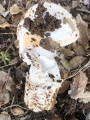 Amanita velosa