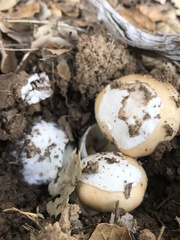Amanita velosa