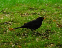 Turdus merula