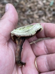 Microporellus